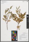 Foto von Salix phylicifolia L.